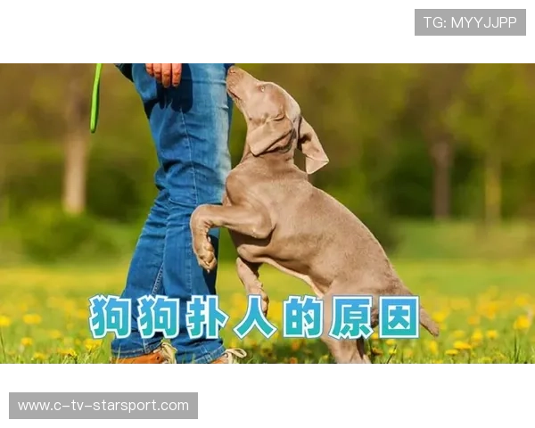 世界冠军的意外瞬间：狗狗扑倒背后的温情故事